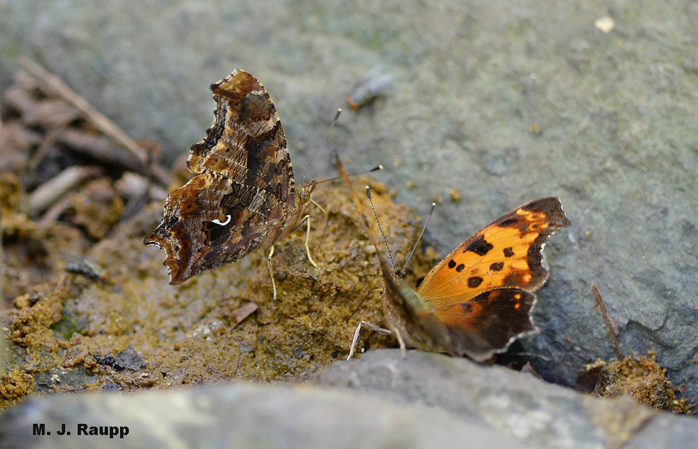 Angled wings with the mottled pattern of a dead leaf on the underside help the comma butterfly escape the searching eyes of predators. Note the bright comma-shaped mark on the hindwing that gives the comma its name.