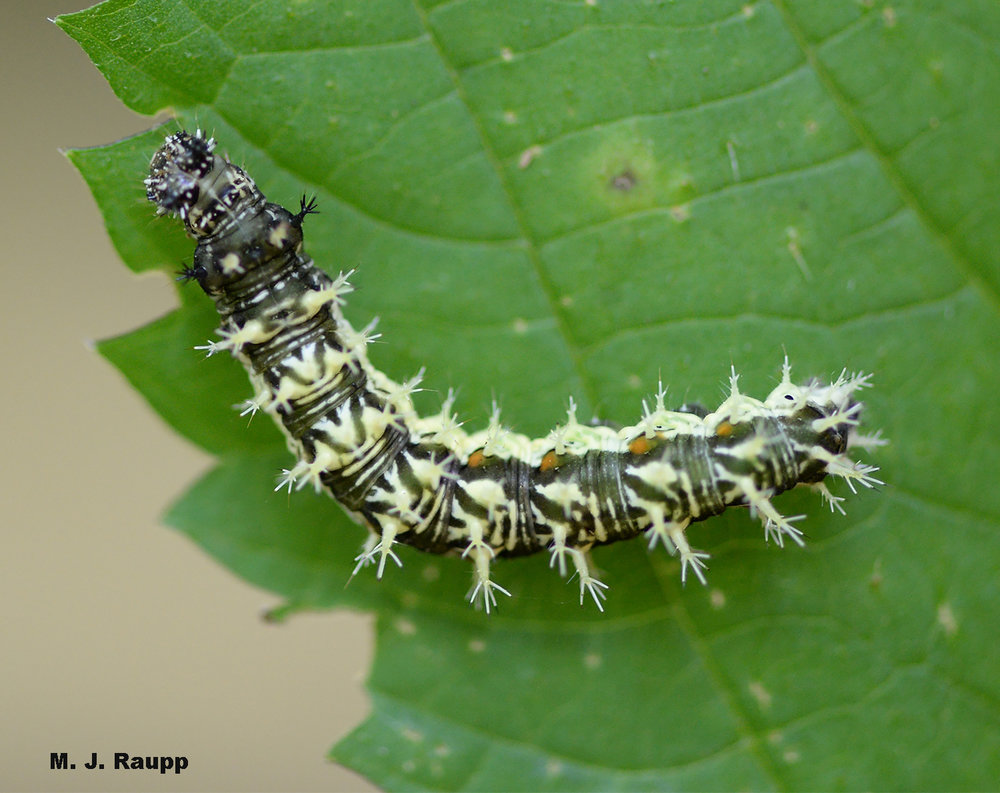 Stout spines help defend the comma caterpillar from attacks from hungry predators.