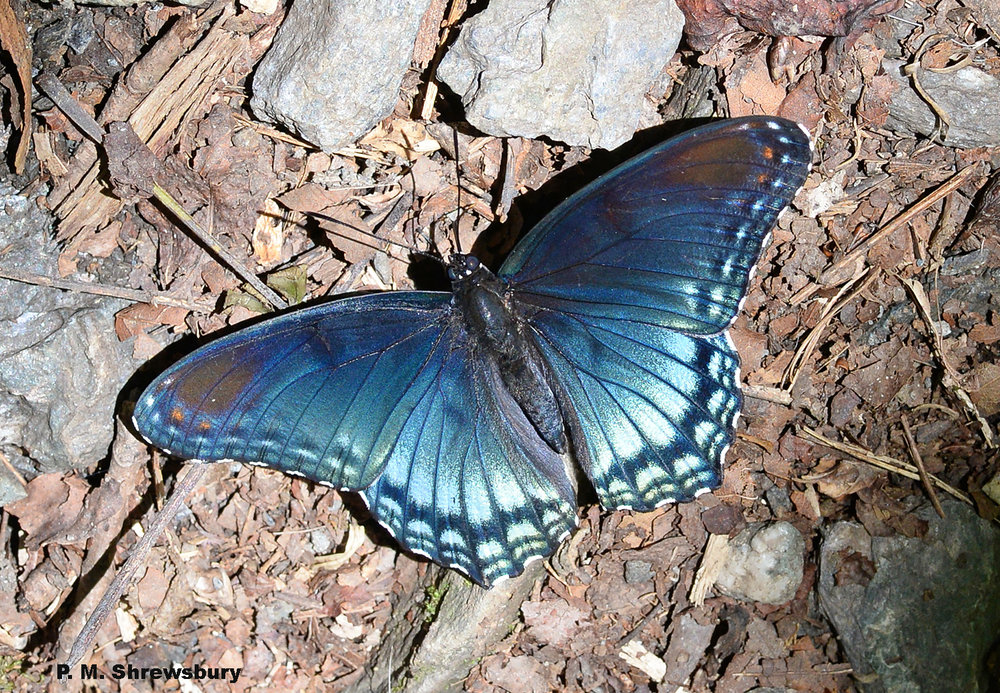 Red-spotted purple butterflies are often seen in light gaps in the forest. Are they simply basking in the sun or foraging for salt deposits in the soil?