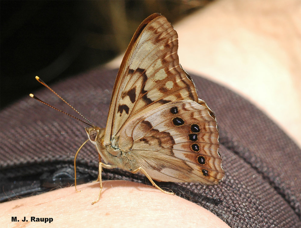 A shoulder glistening with perspiration provides much needed salt to a fearless tawny emperor butterfly.