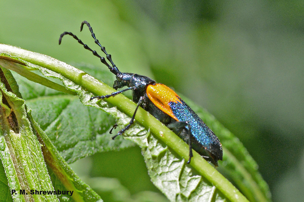 Iridescent cobalt blue and gold colors may warn predators not to consider the elderberry borer as a meal.