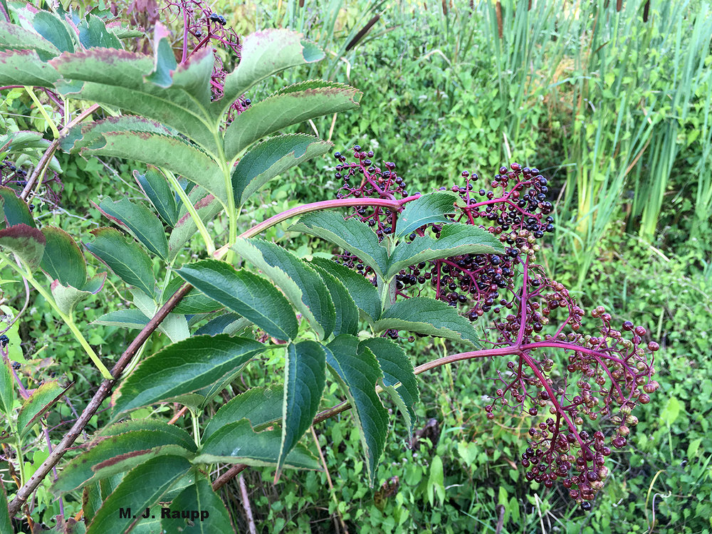 Elderberry, the plant host for elderberry borer larvae, grows in marshy meadows.