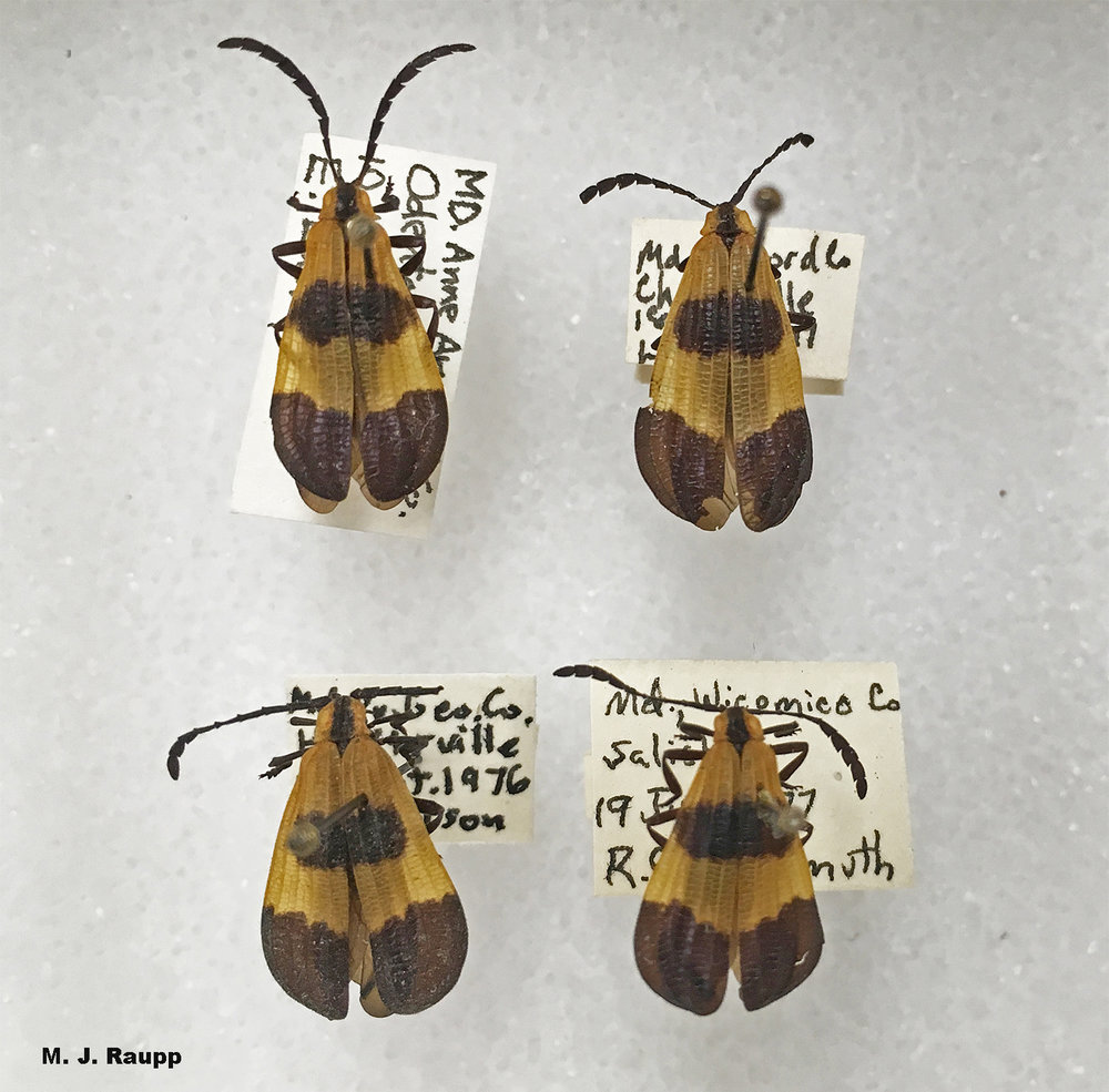 Net-winged beetles are members of a mimicry ring bearing contrasting patterns of light and dark colors.