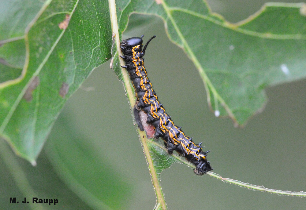 Orange racing stripes and a pair of fleshy horns behind the head make the oakworm one cool looking caterpillar.