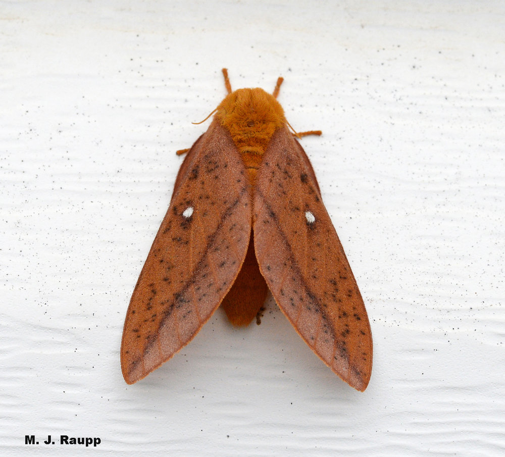 Orangestriped oakworms grow up to be handsome moths.