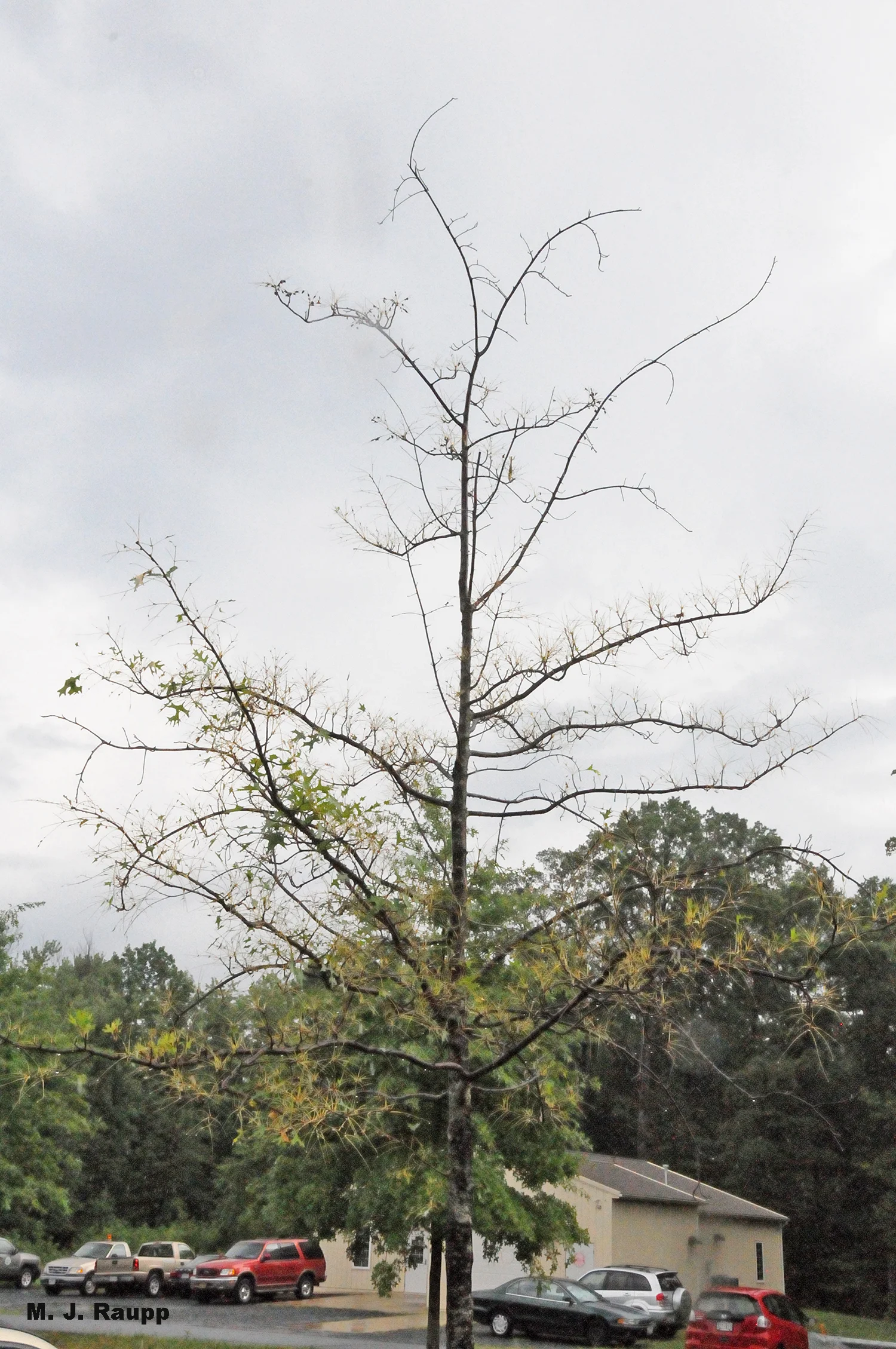 In some years oakworms will strip oaks of leaves.