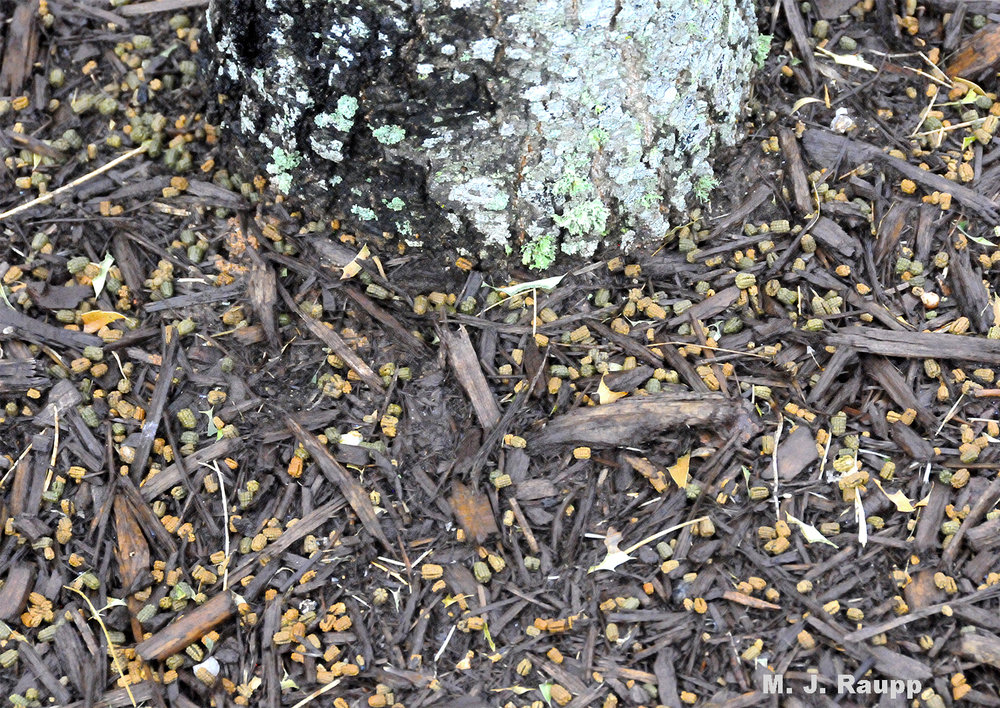 Telltale pellets of frass (insect poop, a technical term) beneath a tree can mark the presence of caterpillars feeding above.