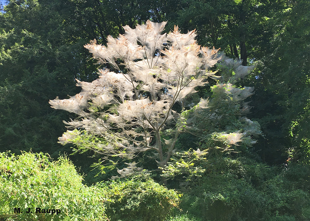 An explosive season for fall webworms finds trees throughout our region festooned with silken webs.