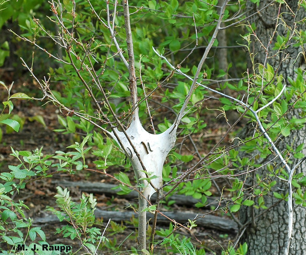 Eastern tent caterpillars are spring feeders whose tents wind-up in the crotches of branches on preferred hosts like cherry.