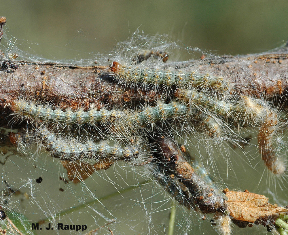 Inside the webs, fall webworm caterpillars devour leaves and deposit tiny mounds of frass.