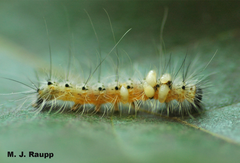 Larvae of parasitic wasps emerge from the body of a fall webworm after devouring its internal organs.