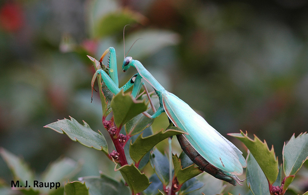 A small black spot often with a white center on the inside of each front leg provides a quick clue to separate the European mantis from other species found in our region.