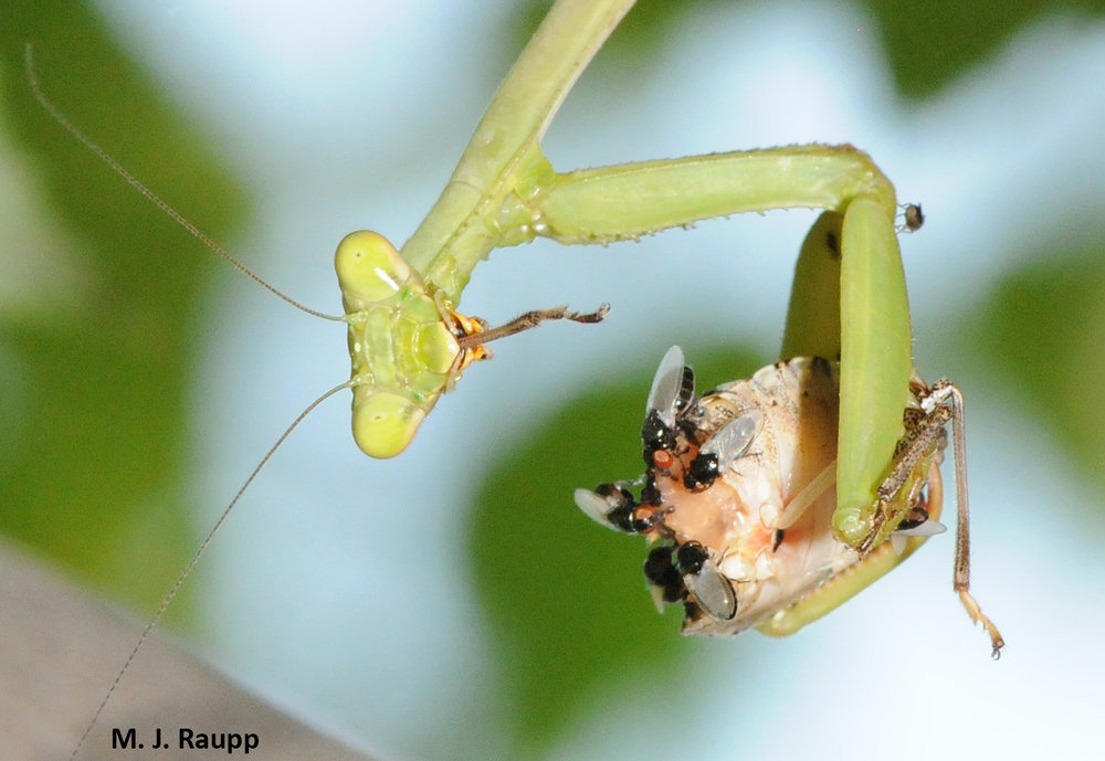 This European mantis finds brown marmorated stink bugs delicious. Mantises are part of Mother Nature’s hit squad turning back the tide of invasive pests.