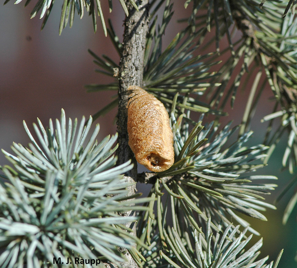 This brown egg case, or ootheca, contains scores of eggs that will survive the winter and hatch next spring.