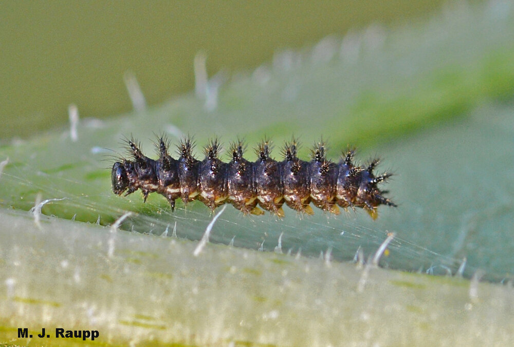 A tiny silvery checkerspot caterpillar glides across the leaf’s surface on delicate strands of silk.