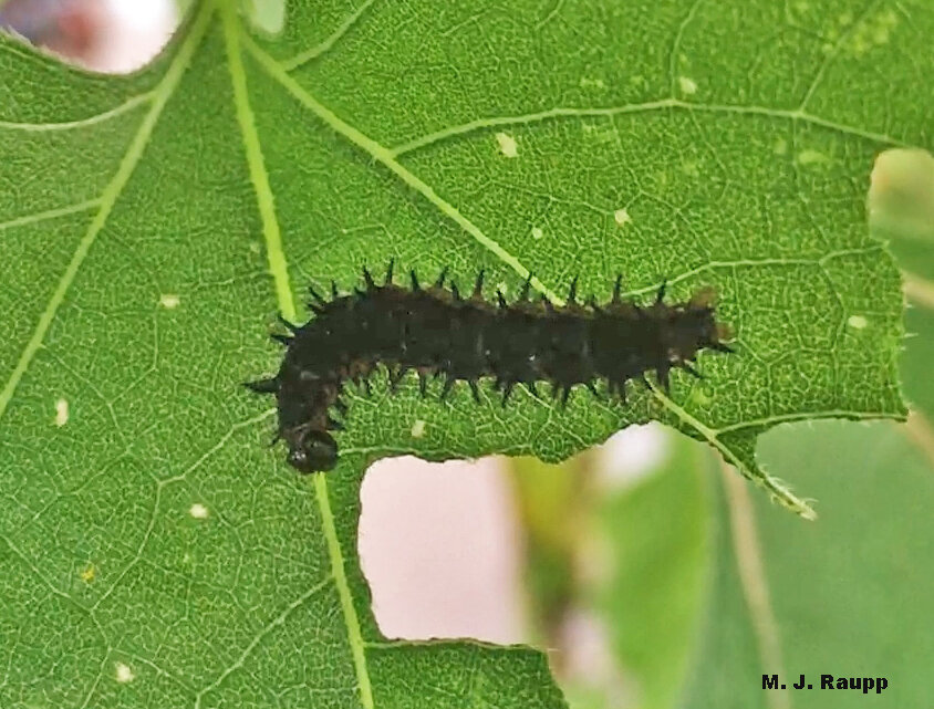 A phalanx of stout spines helps protect the checkerspot caterpillar from the jaws of hungry predators.