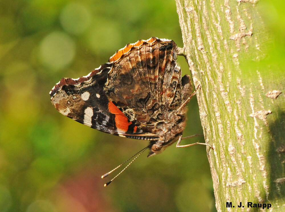 A red admiral appears to survey the surrounding landscape from a small branch. Is it seeking a mate or getting ready to search for food?