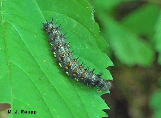 This mature red admiral caterpillar will soon form a chrysalis.