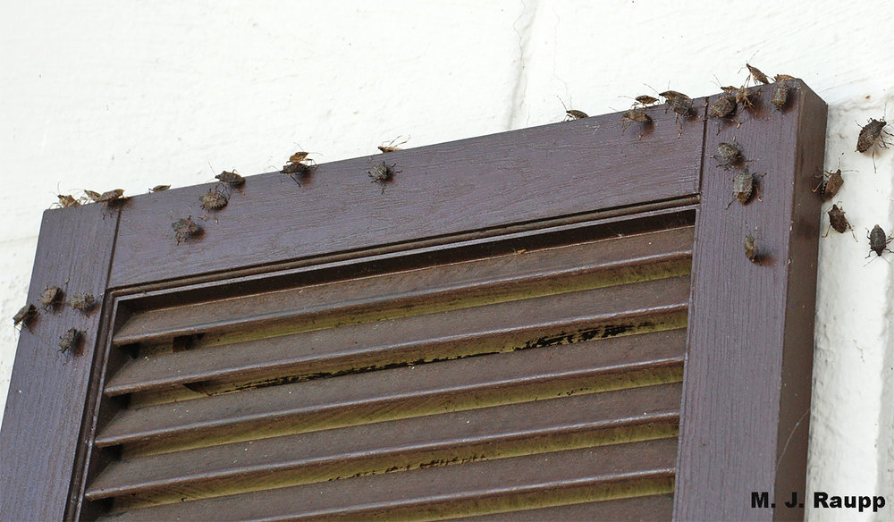 Stink bugs preparing to overwinter release aggregation pheromones. This assembly call directs stink bugs to potential hibernal refuges.