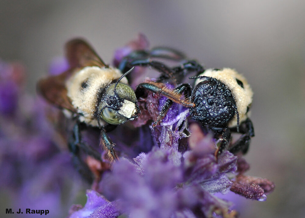 On a dewy morning, male (left) and female (right) carpenter bees await a warm-up from the brilliant autumn sun.