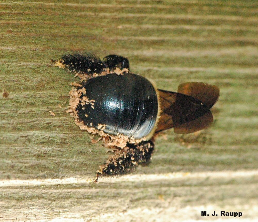 Note the shiny hairless abdomen of the carpenter bee.