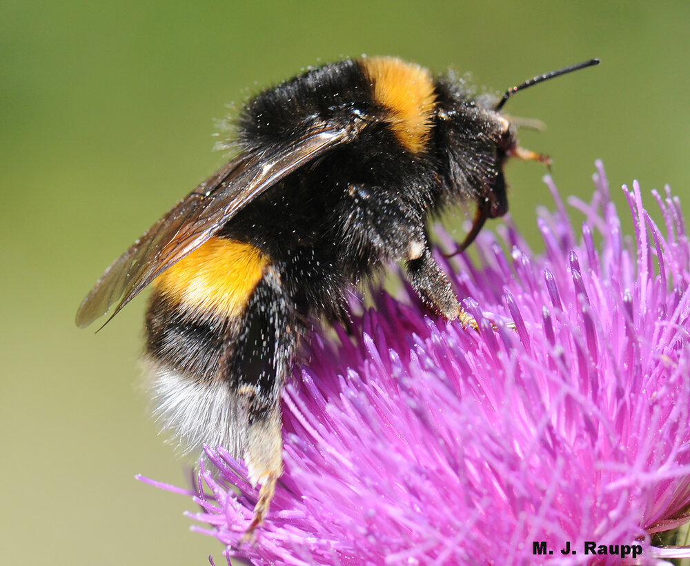 Hair on the abdomen is a hallmark of the bumble bee.