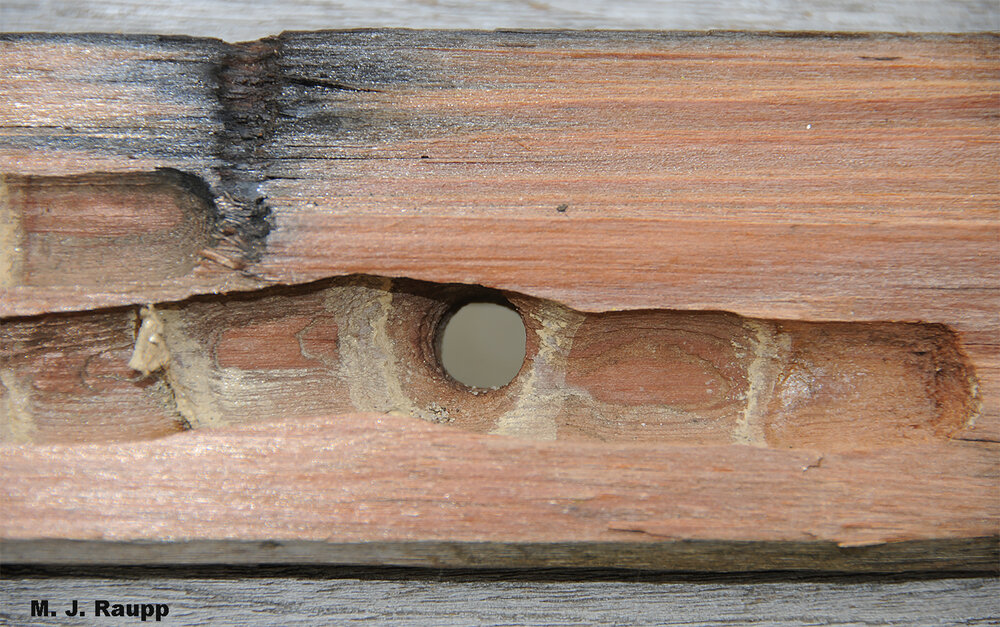 You may have seen the carpenter bee’s hole on the outside of your siding - here’s a look at the brood galleries on the inside.