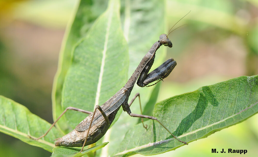 A gorgeous Carolina mantid waits for a meal - or perhaps a mate who might be a dinner "guest".