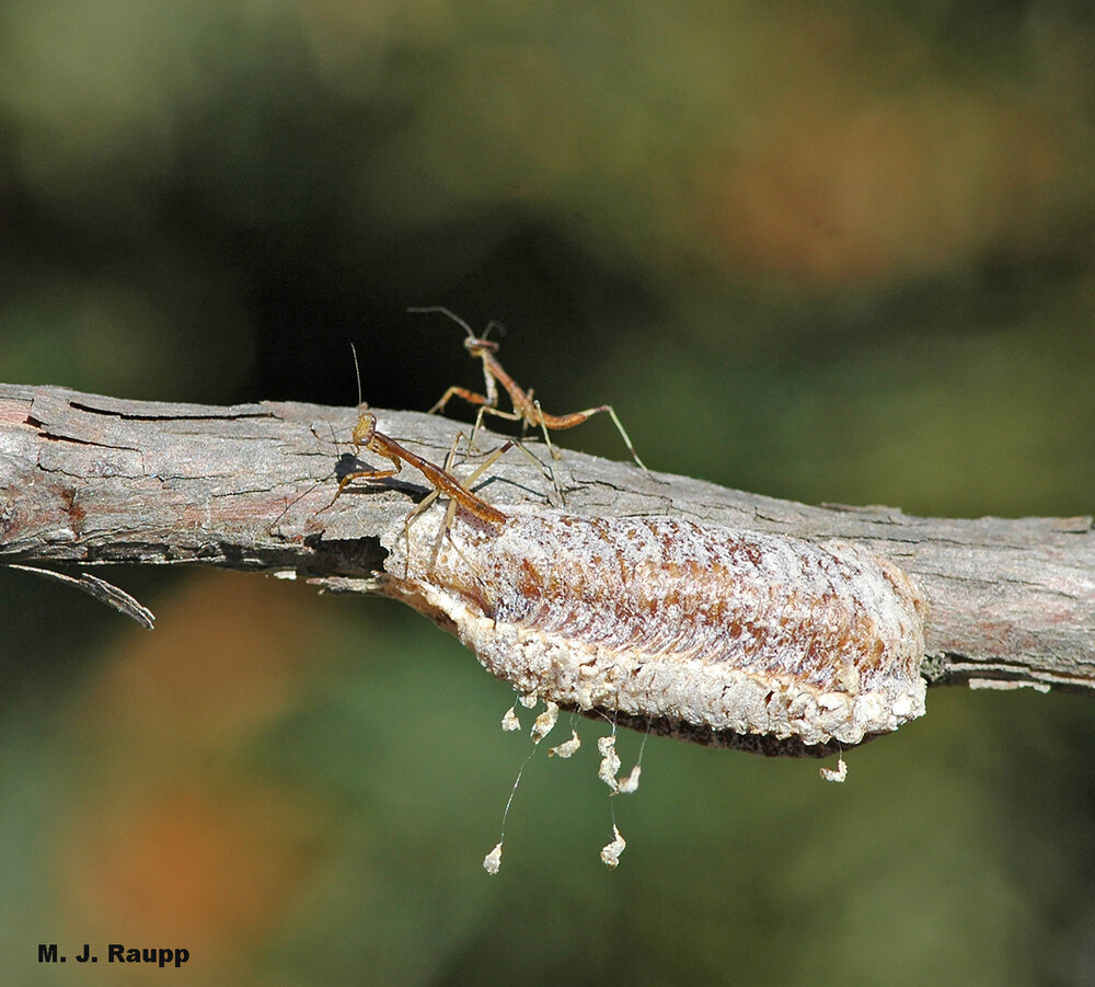 After emerging from the ootheca, tiny hatchlings take their first glimpse of a world full of wonderful morsels to eat and fearsome predators to be eaten by.