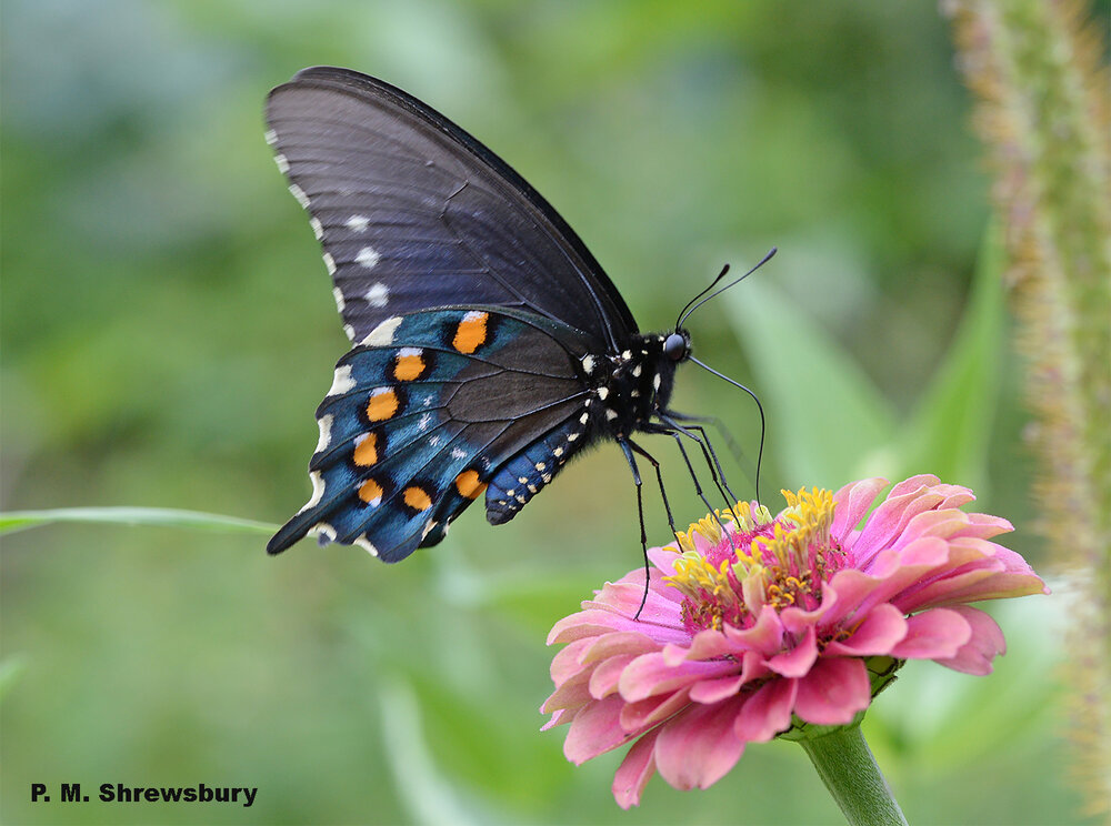 Color and pattern of the gorgeous pipevine swallowtail warn predators of a nasty meal should they dare to attack. Image credit: Dr. Paula M. Shrewsbury