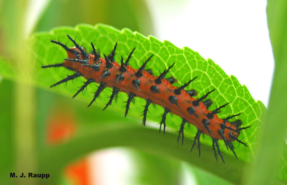 Striking contrasts of orange body and black spines may serve as a warning to predators to avoid making a meal of Gulf fritillary caterpillars.
