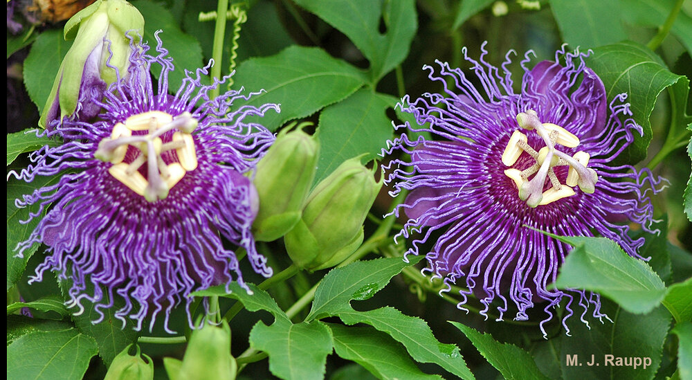 Flowers of the passion vine are among the most magnificent in the plant world.