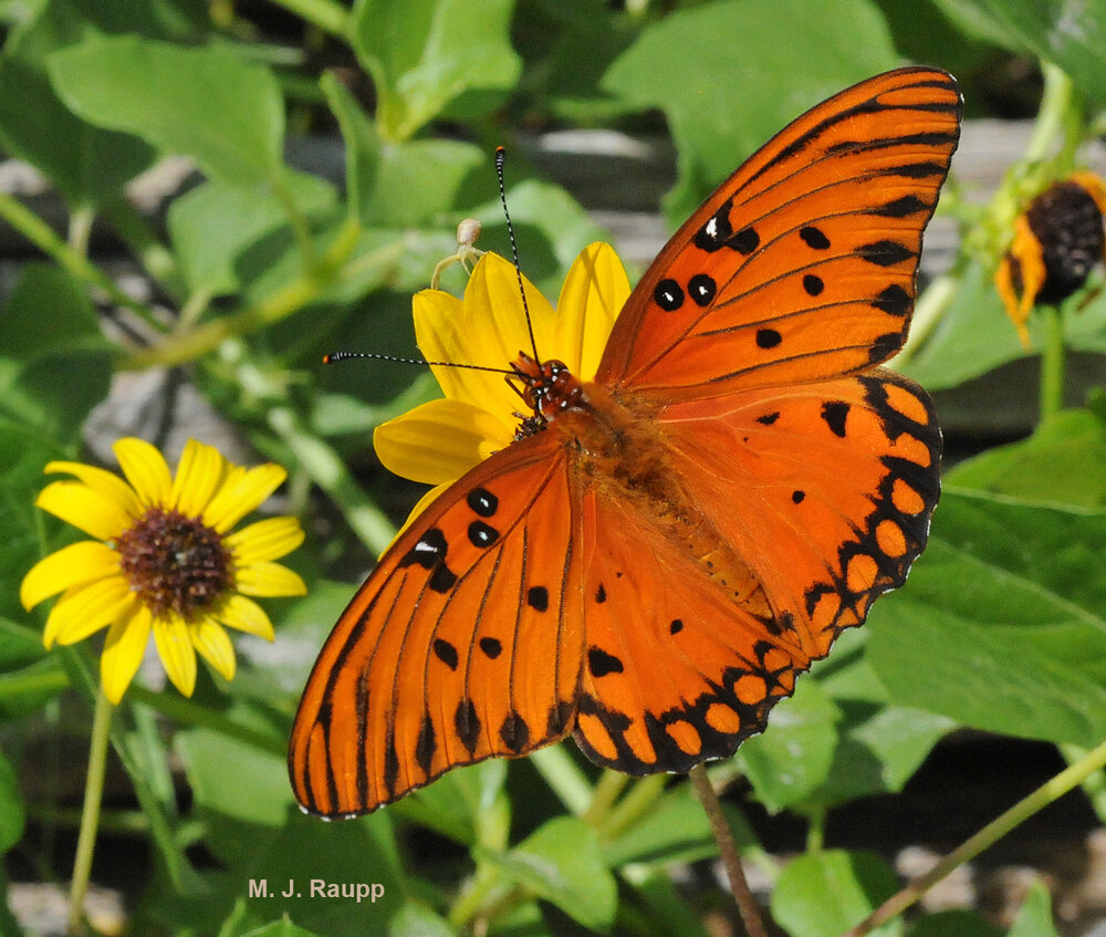 The gorgeous Gulf fritillary butterfly harbors a couple of unpleasant surprises for any would-be predator.
