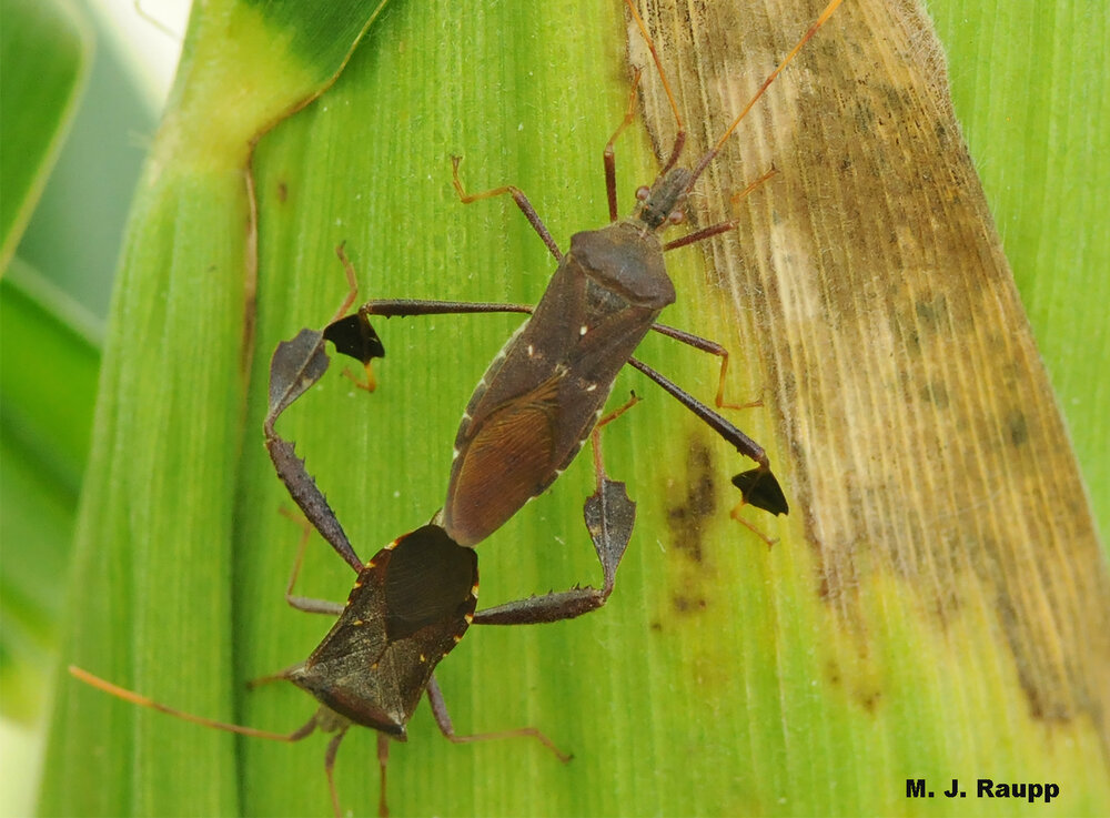 The female leaffooted bug enjoys a tasty corn snack while engaged with her mate.