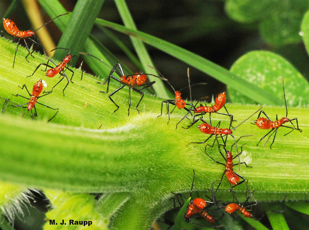 A gaggle of leaf-footed bug nymphs dines on my pumpkin vine.