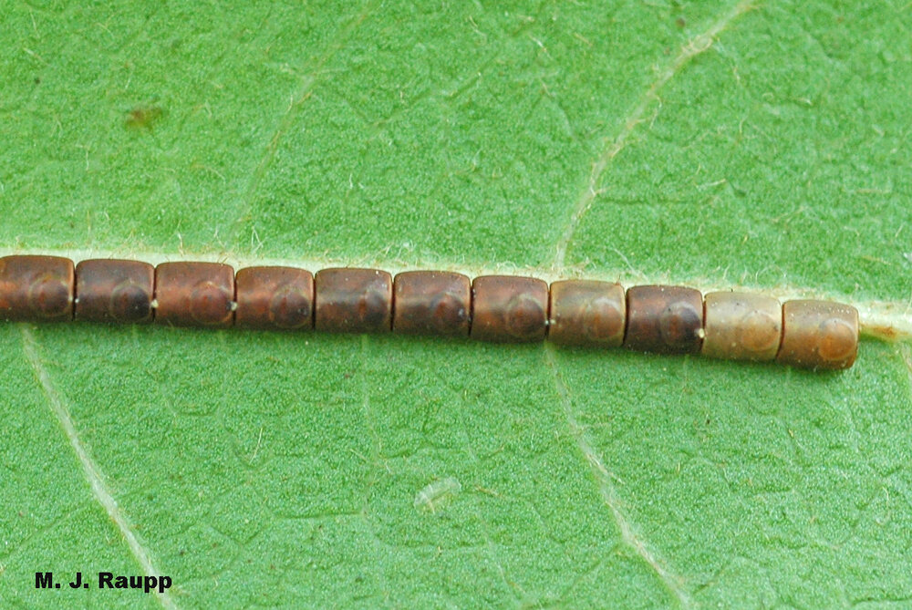 Apparently a stickler for detail, the mother leaffooted bug neatly lays her eggs in very straight rows.