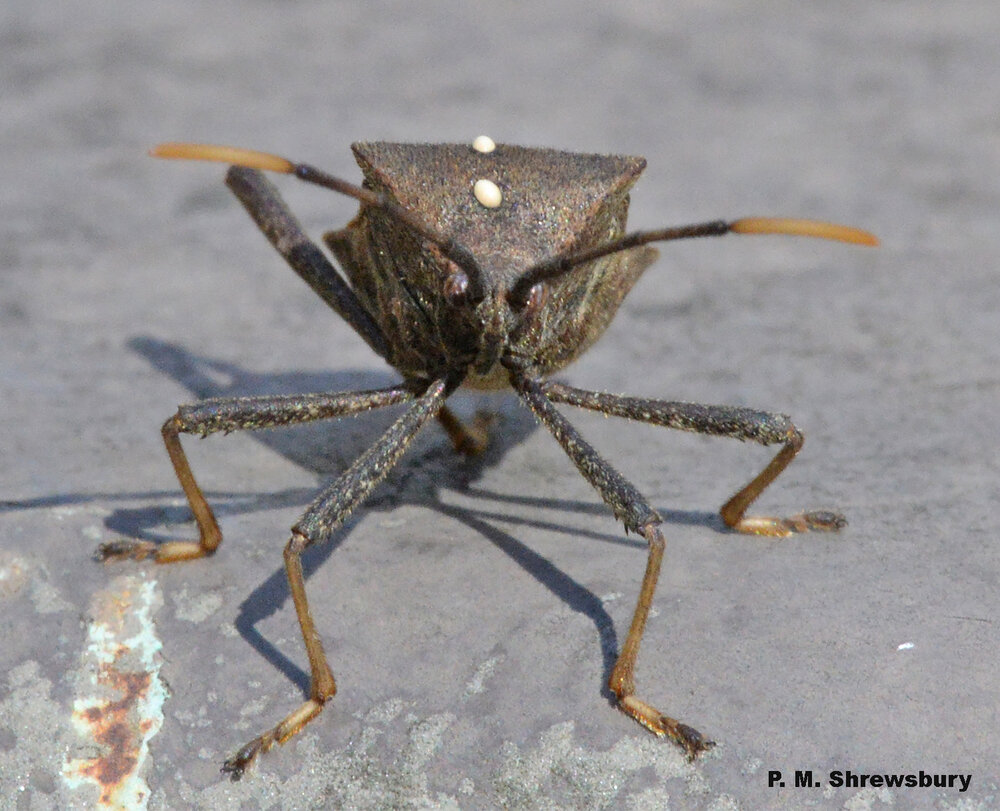 Uh oh, a doomed leaffooted bug has been visited by a tachinid fly. Larvae that hatch from eggs on its thorax will bore into the bug, consume its internal organs, and seal its fate.