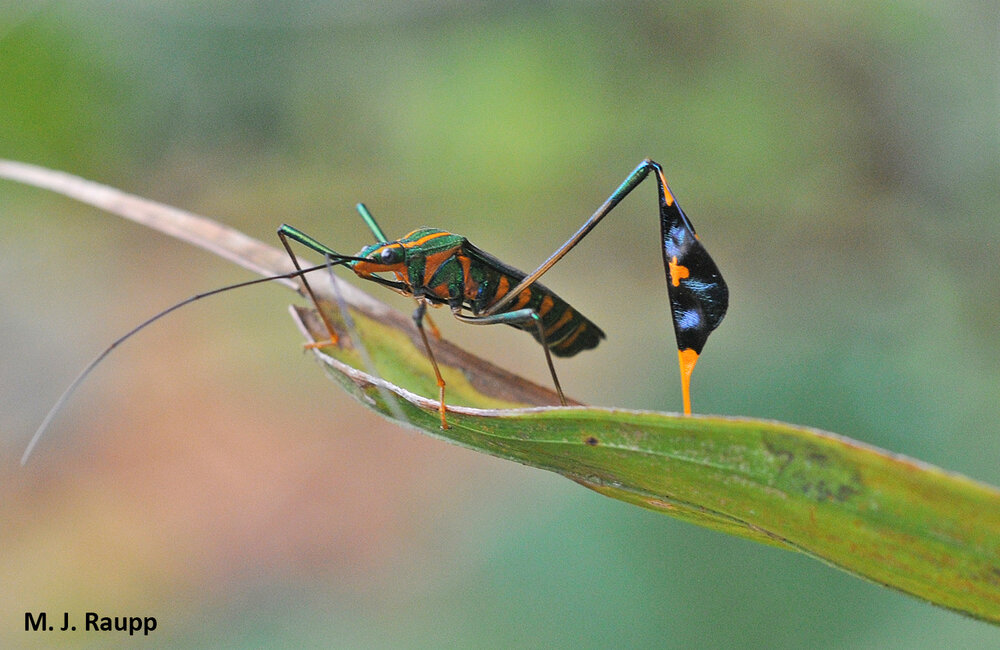 A fantastic tropical flag-footed bug shows off his remaining hind leg.