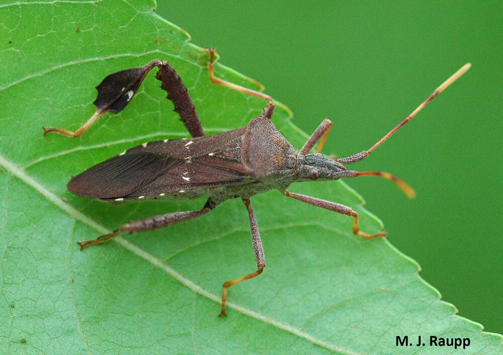 Leaffooted bugs here in the DMV sport impressive flags on their hind legs.