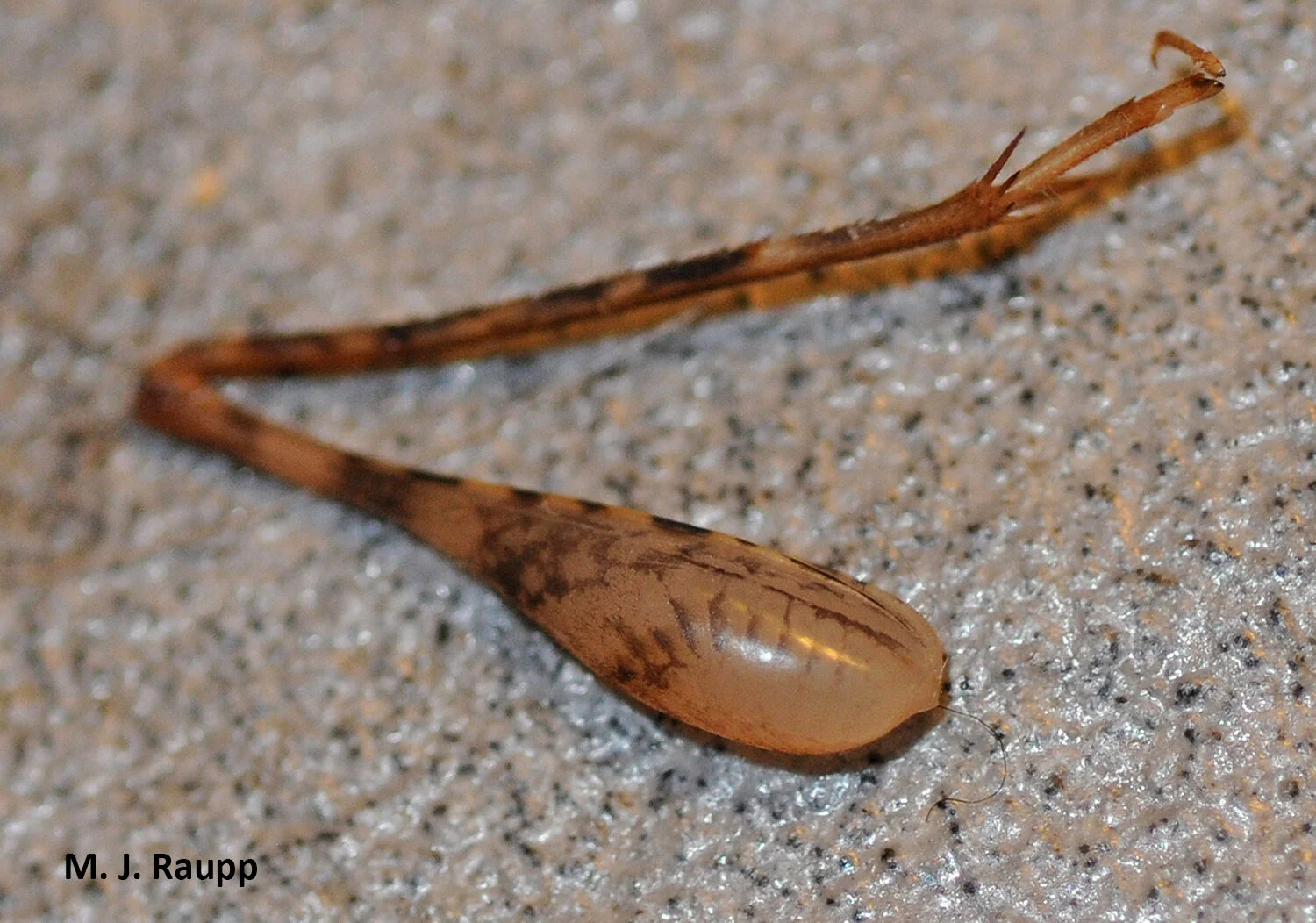 Getting by on five – can losing a leg save a life? Leaffooted bugs ...
