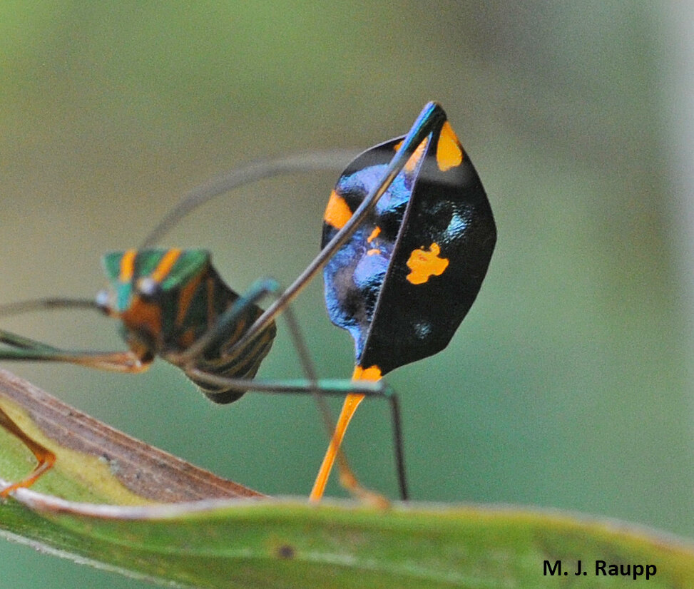 What message does the flag on the hind tibia of Diactor convey to a would-be predator?