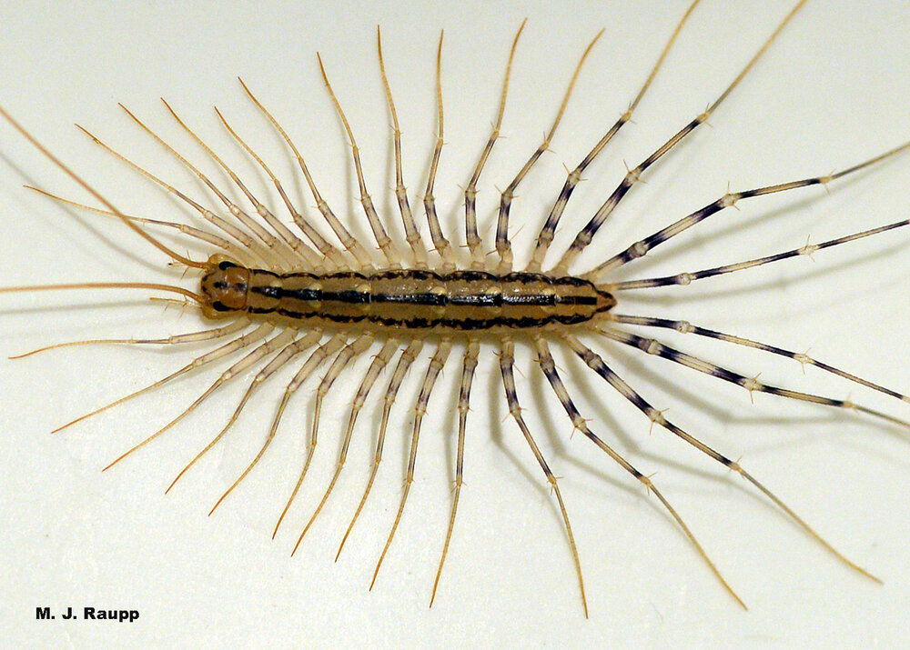 Strangely delicate and beautiful, but a bit creepy at the same time, house centipedes are common home invaders around the globe.