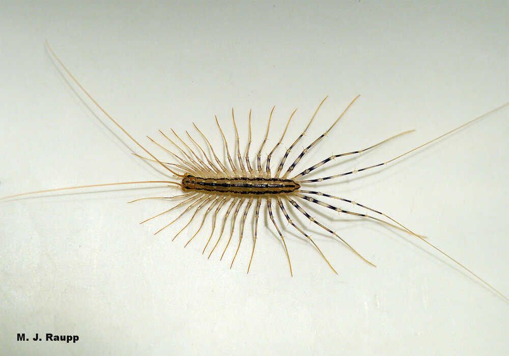 ‘Centipede’ is a bit of a misnomer. They don’t really have 100 legs, but more like about 30.