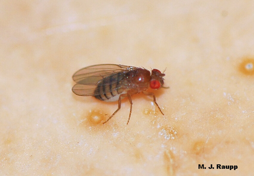 What has bright vermilion eyes, two wings, and an extraordinary fondness for over-ripe fruit?