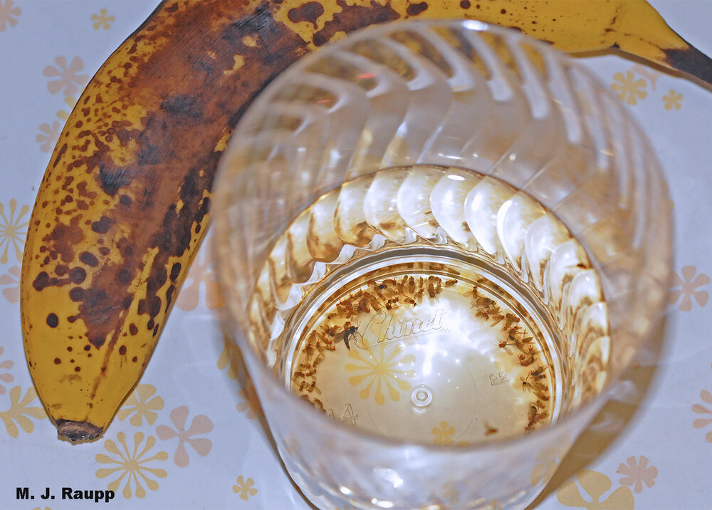 Yeasty odors of fermenting fruit and wine vinegar lure scores of fruit flies and one fungus gnat to their death.
