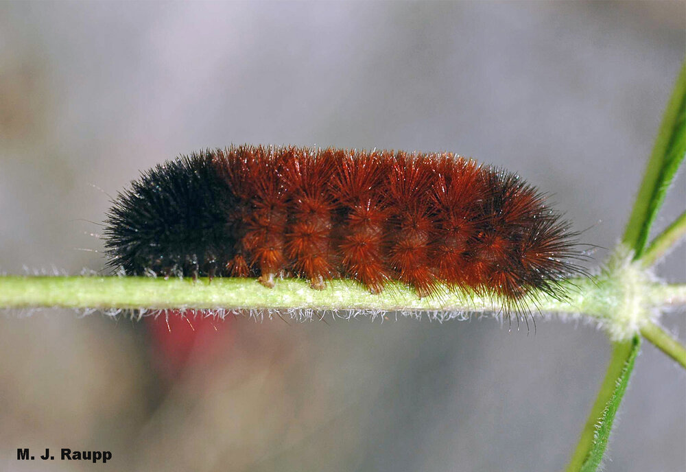 Does the wide orange band portend a mild winter ahead?