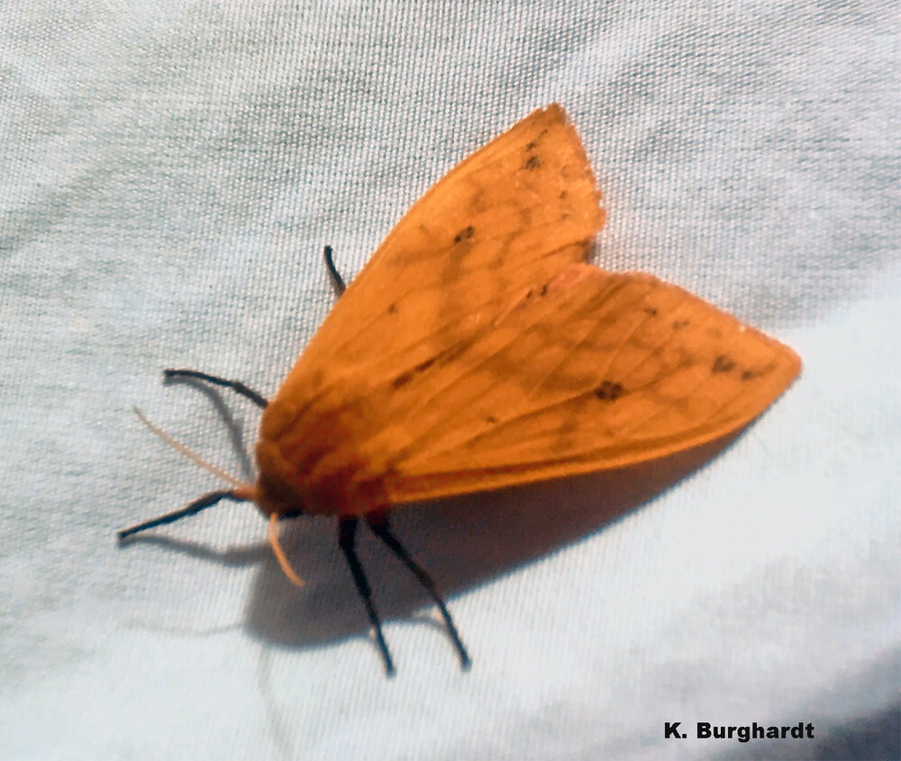 The banded woolly bear turns into the pretty Isabella tiger moth.