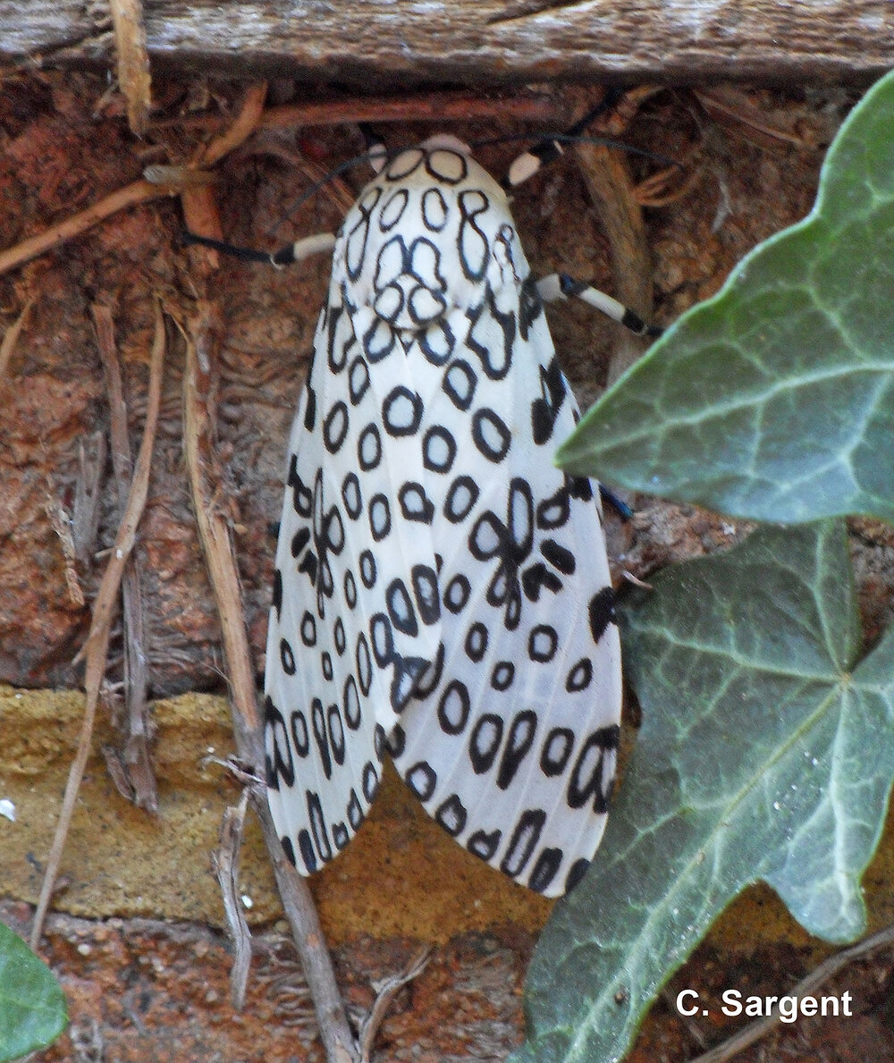 The adult leopard moth, mother of the giant woolly bear, is a thing of beauty with black patterned white wings.