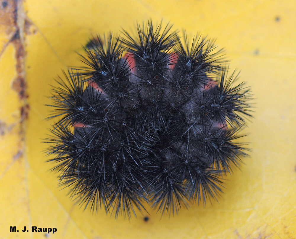 When threatened, the giant woolly bear caterpillar presents a phalanx of stout spines punctuated by crimson rings between body segments – a strong warning to would-be predators and bug geeks.