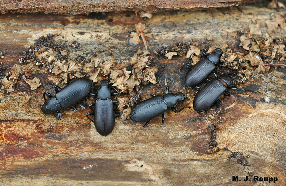 Darkling beetles huddle beneath the bark of a log to escape winter’s chill.